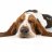 Nuisance the Basset Hound